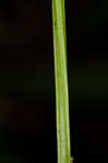 Kidneyleaf grass of Parnassus